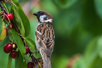 Tree Sparrow closeup in a cherry tree