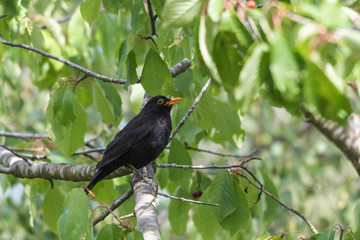 Blackbird stealing cherries in a tree