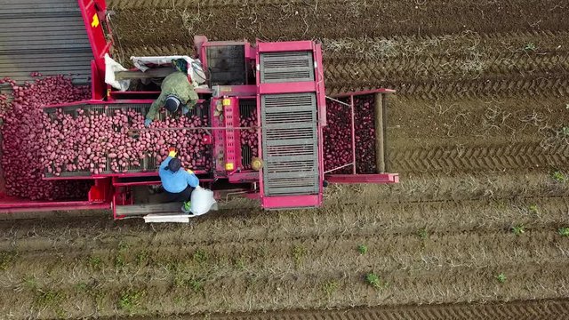 harvesting potatoes with a combine / harvester plowing the field and harvesting potatoes