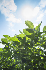 Green soy plant in agricultural field with blue sky