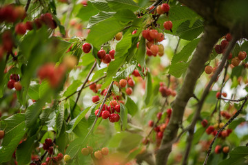 close up of organic red cherry fruit on a tree 