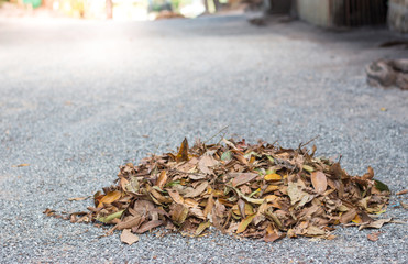 heap of dry leaves.