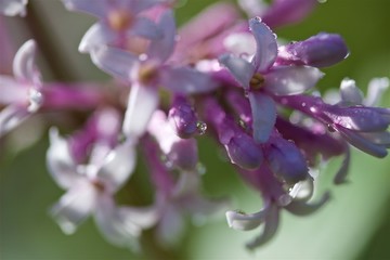 Syringa or lilac and morning drops of dew on green natural background
