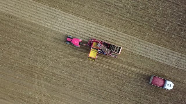 harvesting potatoes with a combine / harvester plowing the field and harvesting potatoes