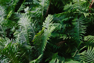 Fototapeta na wymiar Beautiful green nature, fern leaves in the forest. Background