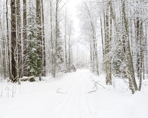 Vanishing snow-covered dirt road through winter forest. Novgorodsky region, Russia 