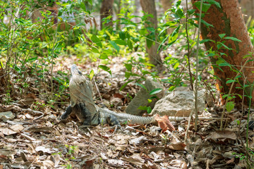 Naklejka na ściany i meble Iguana lizard in its natural environment, Cancun, Mexico