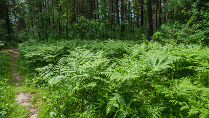fern in the forest