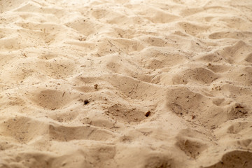 Nature Beach Sand with Pine Leaves ane Pine Cones.