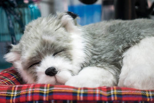 Close-up Of A Dog Asleep On A Mat