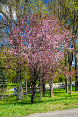 Blossoming paradise apple tree in a park