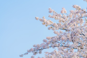 Cherry blossoms bloom in the blue sky in spring