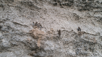 Fototapeta premium Aerial drone view of monkeys sitting on the limestone cliff in Bali, Indonesia