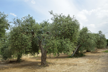 Olive trees in Italy, harvesting time. Olive trees garden, mediterranean olive field ready for...