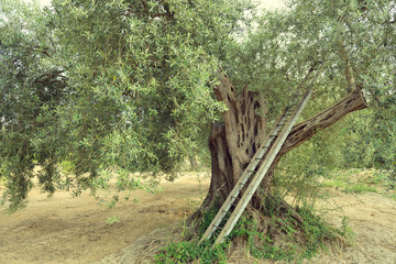 Olive trees in Italy, harvesting time. Olive trees garden, mediterranean olive field ready for harvest. Olive grove. Raw ripe fresh olives, image toned.