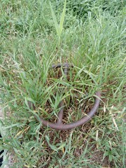 rusty valve in the grass