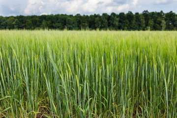 Organic green wheat field in sunny day as early stage of farming plant development.