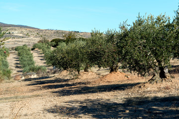 Spanish olive grove. Olive's tree is growing in mediterranean garden ready to harvest, soft focus, image toned.