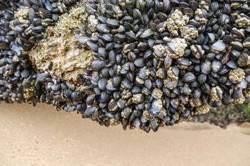 Natural and wild mussels on rocks, beautiful seafood background