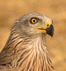 Close-up portrait of a Brown Kite