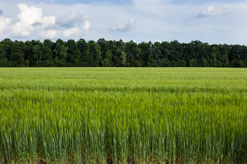 Fototapeta premium Organic green wheat field in sunny day as early stage of farming plant development.