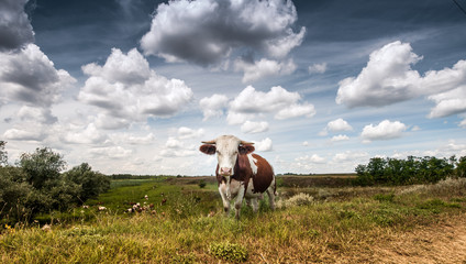 Rural landscape with herds of livestock