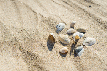 A few shells on the sand