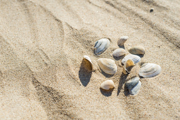Fototapeta na wymiar A few shells on the sand