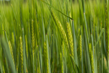 Fototapeta na wymiar Organic green wheat field in sunny day as early stage of farming plant development.