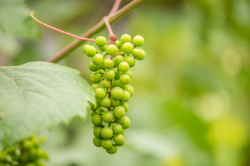 green young  grapes on vine Chardonnay wine grapes growing vineyard 