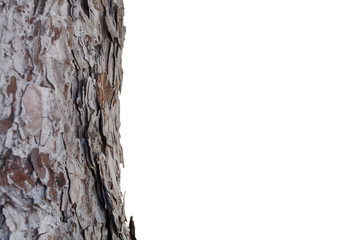 Pine tree timber hardwood isolated on white