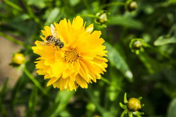 Gelbe Blüte mit Biene-Insekt