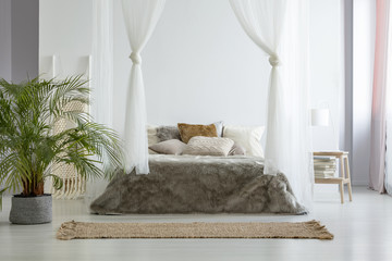 Big fresh plant standing on the floor in white bedroom interior with canopy bed with fur blanket, books on small wooden table with lamp and brown carpet