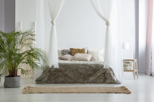 Big fresh plant standing on the floor in white bedroom interior with canopy bed with fur blanket, books on small wooden table with lamp and brown carpet