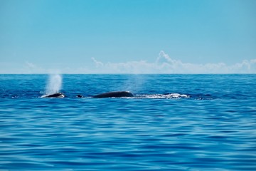 Naklejka premium Northern bottlenose whales surfacing in a calm Atlantic Ocean 
