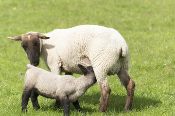 Schafe (Ovis gmelini aries), Schaf mit Lamm.