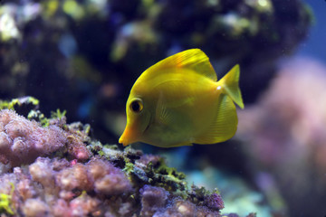 Gelbe Segelflossendoktor (Zebrasoma flavescens), Gelber Segeldoktorfisch oder Hawaii-Doktorfisch