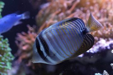 Obraz premium Indische Segelflossendoktor (Zebrasoma desjardinii), Westlicher Fledermaus-Segeldoktorfisch