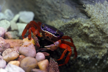 Harlekinkrabbe (Cardisoma armatum) 