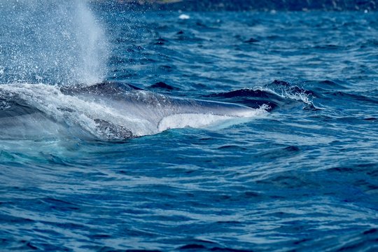"Fin Whale" Bilder – Durchsuchen 1,013 Archivfotos, Vektorgrafiken und ...