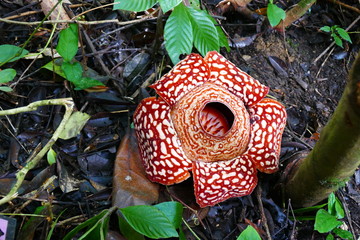 a beautiful bud of blooming, red, giant rafflesia against the background of a tropical rainy forest