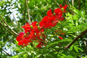 Charming blooming exotic tropical flowers on a nature background