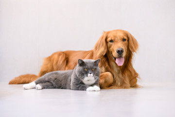 British short hair cat and golden retriever © chendongshan