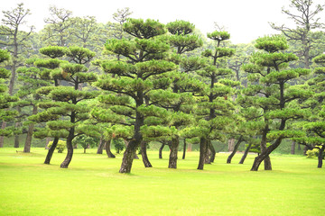Pine tree in japan garden