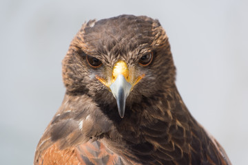 Stare of the Hawk