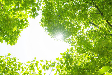 新緑と木漏れ日