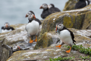 Puffins (Farne Islands, UK)