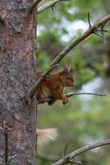 Red Squirrel (Loch Garten, Scotland)