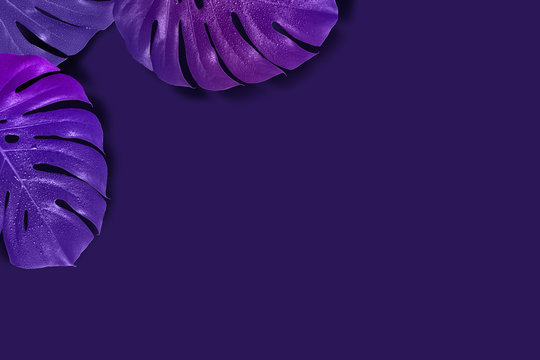 Creative florall background with gradient monster leaves. Violet