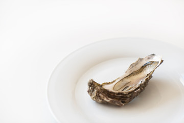 Fresh oyster. Raw fresh oyster is on white round plate, image isolated, with soft focus. Restaurant delicacy. Saltwater oyster.
